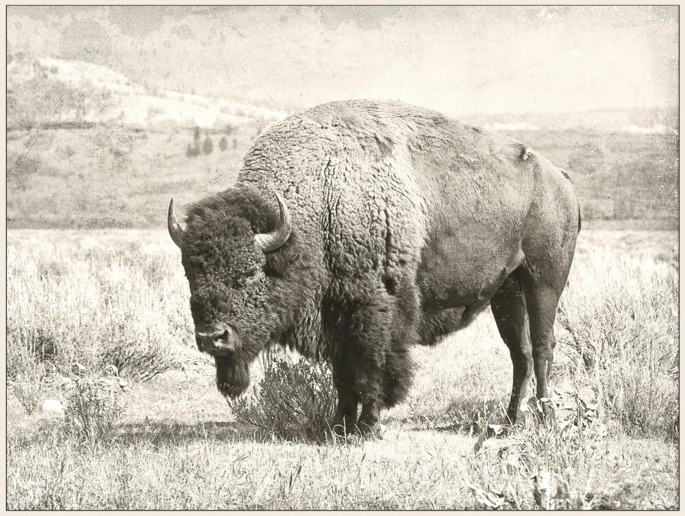 North Range 36" Wide Canvas Art, Grey