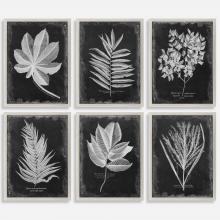 Uttermost 33671 - Uttermost Foliage Framed Prints Set/6
